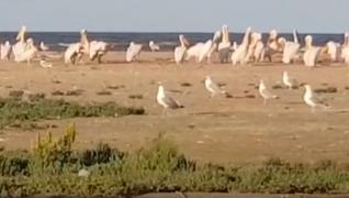 Mai multe păsări au murit pe o insulă, în Tulcea. Accesul turiştilor, restricţionat