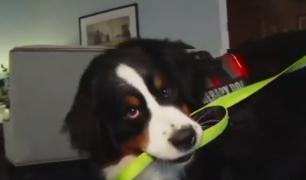 Câine de terapie, la o casă de pompe funebre din Brooklyn