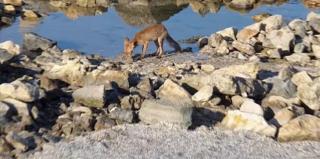 Pe o plajă din Eforie Sud, turiştii s-au bucurat de prezenţa unui vizitator neobişnuit, o vulpe