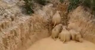 Cinci elefanţi din Malaezia, salvaţi după ce au alunecat într-o groapă plină de noroi