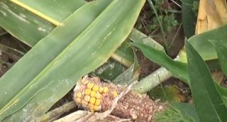 Hectare întregi de porumb din Caraş Severin, distruse de mistreți. Sătenii sunt disperaţi