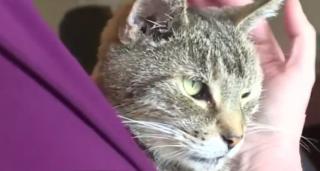 O familie din New York şi-a regăsit pisica dispărută cu 11 ani în urmă