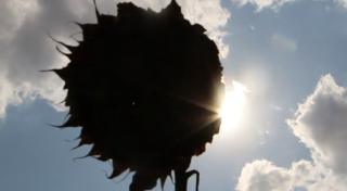 Producție record de floarea soarelui, favorizată de caniculă