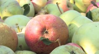 Merele eco, o afacere profitabilă. Doar în 2018 au apărut peste 2.000 de producători