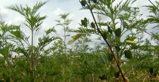 Bucureştiul, înconjurat de ambrozie. Persoanele alergice trebuie să stea închise în case