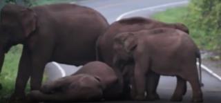 Un elefant a adormit pe o stradă circulată din Thailanda