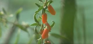Goji, fructul fericirii şi tinereţii veşnice