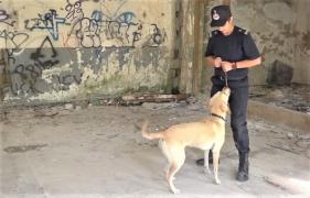 Atestat internațional de salvator pentru un câine labrador de la ISU Hunedoara