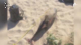 Cinci delfini au eșuat pe plajele de la Mamaia și Eforie, în ultima săptămână