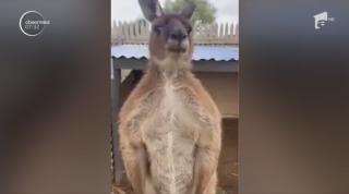 Un cangur care adoră să fie scărpinat a câștigat fani pe Internet