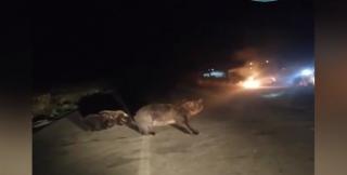 Șapte urși au semănat panică pe Valea Cerbului din Buşteni