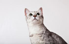 Recensământul animalelor de companie din București ar putea aduce și amenzi