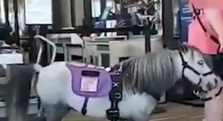 Pasager neobişnuit într-o cursă aeriană din SUA: un ponei a zburat în cabină