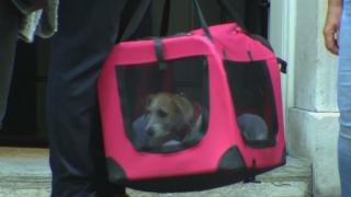 Cățelul adoptat de Boris Johnson, noul locatar din Downing Street 10