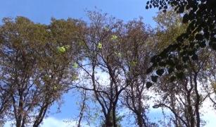 Castanii din Banatul Montan au înflorit, la început de toamnă