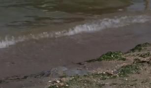 Invazie de meduze, la malul Mării Negre. Ce avertizează specialiştii