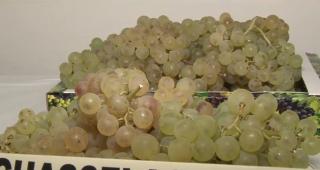 Competiția celor mai buni struguri de masă din Valea Călugărească