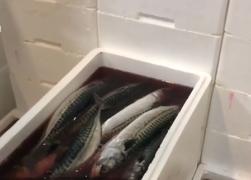 Consumăm peşte de cea mai proastă calitate. 22 de tone au fost retrase de la raft