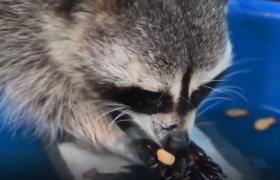 O casă din Rusia a devenit adăpost pentru ratoni (Video)