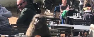 Babuinul care mănâncă spaghete, la un restaurant din Africa de Sud, senzaţia internetului (Video)