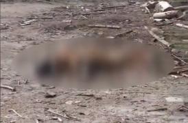 Patru bărbaţi sunt cercetaţi, după ce au folosit un cal rănit drept momeală pentru urși