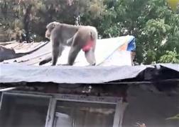 Maimuţa evadată dintr-o curte din Bucureşti a fost filmată plimbându-se pe acoperişuri (Video Exclusiv)