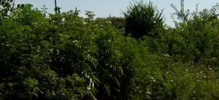 Primarul Capitalei vrea triplarea amenzilor pentru cei care nu curăţă ambrozia