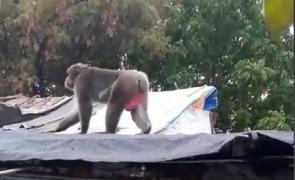 Un babuin a băgat spaima printre bucureşteni