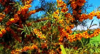 Cătina, fructul acrișor cu profit dulce. Cultură record în România, anul acesta