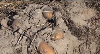 Cartoful este vedeta scumpirilor din acest an şi urmează noi creşteri de preţuri