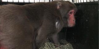 Recensământ al animalelor de companie, după ce o maimuţă a băgat frica în bucureşteni