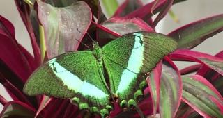 Expoziție de fluturi la Grădina Botanică a Universităţii Babeş-Bolyai