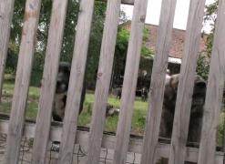 O femeie din Râșnov ține peste 20 de câini în curte, spre disperarea vecinilor