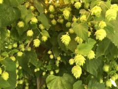 Recolta de hamei e în creștere în România, dar nu face față cererii