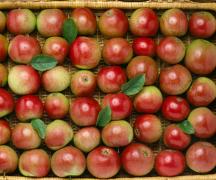 Cum deosebim un măr crescut natural de unul periculos