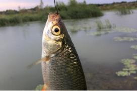 Turiştii din Delta Dunării, aşteptaţi cu produse pescăreşti de sezon