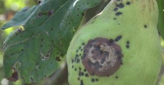 Gutuile româneşti, pe cale de dispariţie din cauza unei boli care afectează pomii