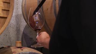 Secretele unui vin bun: de la culegerea viei, până la servirea în pahar