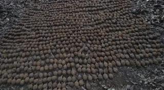 1087 de grenade din Primul Război Mondial găsite de căutătorii de comori, în Vrancea