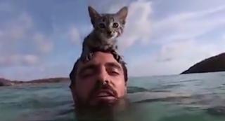 Gracie, felina care iubește apa. Pisica a devenit faimoasă pe Internet (Video)