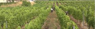 România produce mai puţin vin, anul acesta, dar de o calitate mai bună