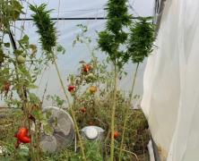 Canabis cultivat în solar, printre roşii, de un argeşean. Tânărul, ridicat de cei de la Crimă Organizată