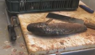 Hala Obor închisă, după ce OPC a găsit pește stricat și marfă depozitată în beci cu șobolani