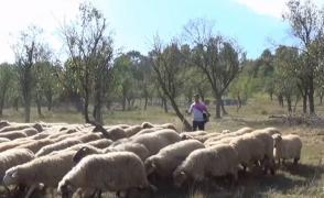 Răznitul Oilor, prilej de sărbătoare în satele munteneşti din Banat