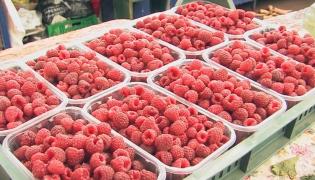 Zmeura de toamnă, o sursă dulce de profit