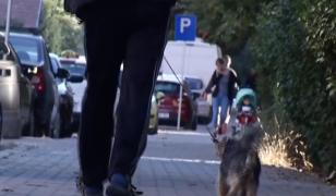 Tânără atacată de un pitbull agresiv în timp ce îşi plimba propriul câine, în Alba Iulia