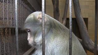 Animalele exotice confiscate din curtea lui Nuţu Cămătaru au ajuns la Grădina Zoologică din Târgu Mureş