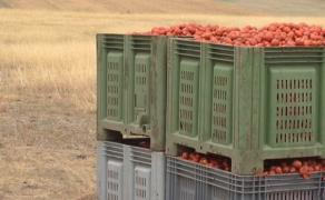 Investiţii de succes pentru fermierii care au pariat pe roşiile de bulion