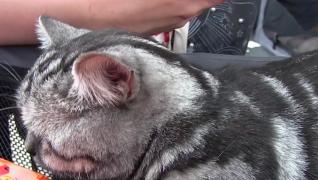 Cele mai frumoase pisici şi-au dat întâlnire la o expoziţie inedită, la malul mării