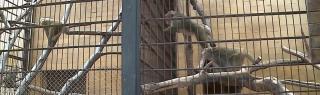Maimuţele ridicate de pe terenul lui Nuţu Cămătaru, transferate la Grădina Zoologică Târgu Mureş